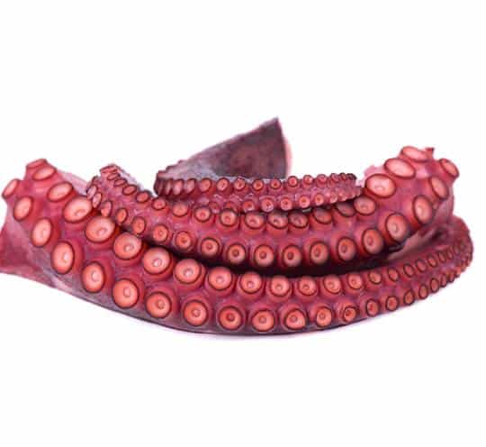 Pata de Pulpo