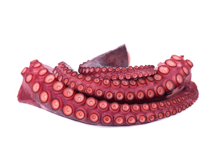 Pata de Pulpo